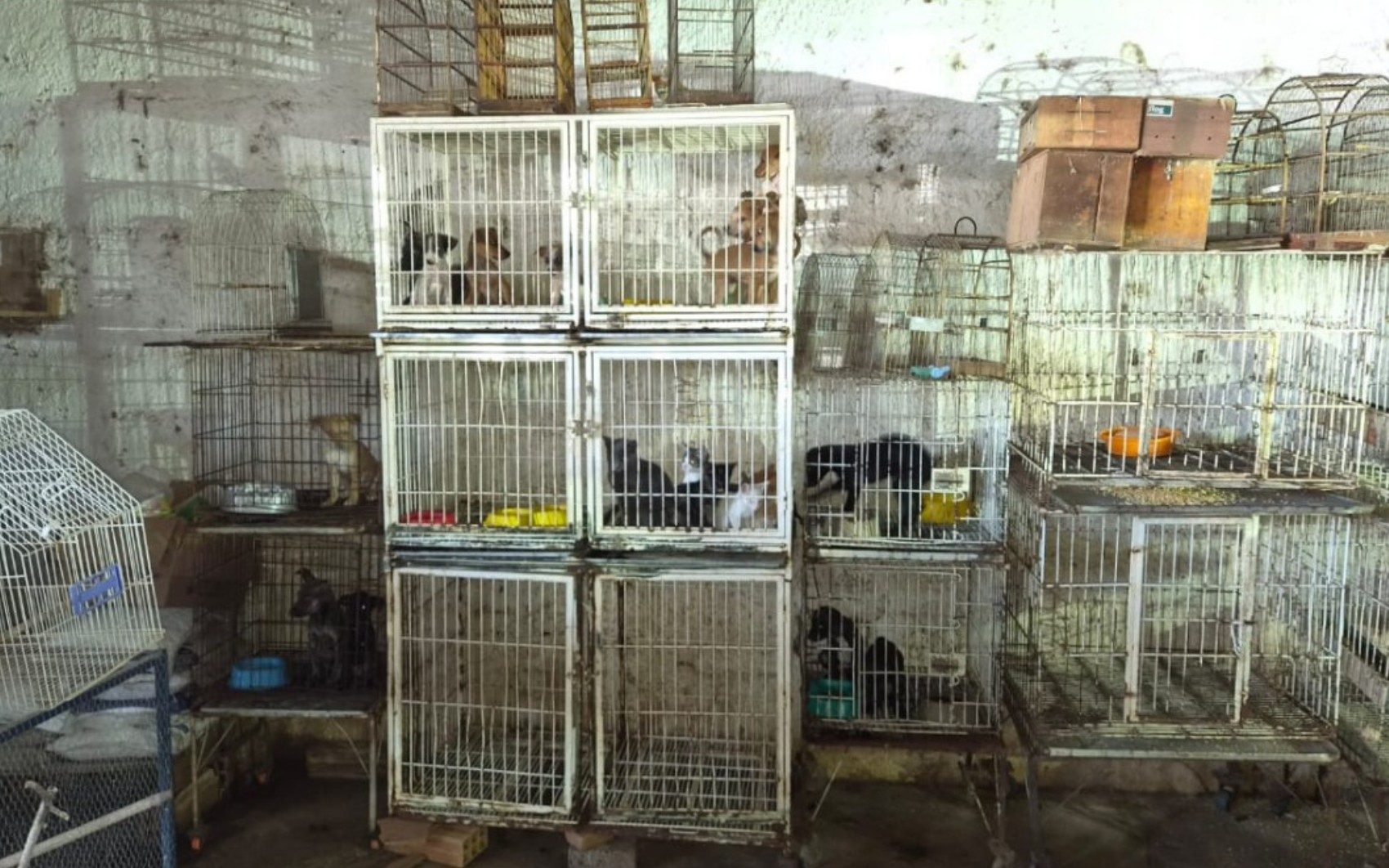 Animais são resgatados de pet shop, em Goiânia — Foto: Divulgação/Polícia Civil