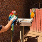 Veterinária destaca a importância de adaptações na dieta e ambiente para aves e primatas | Foto: Segenp