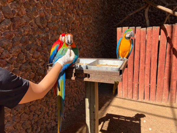 Veterinária destaca a importância de adaptações na dieta e ambiente para aves e primatas | Foto: Segenp