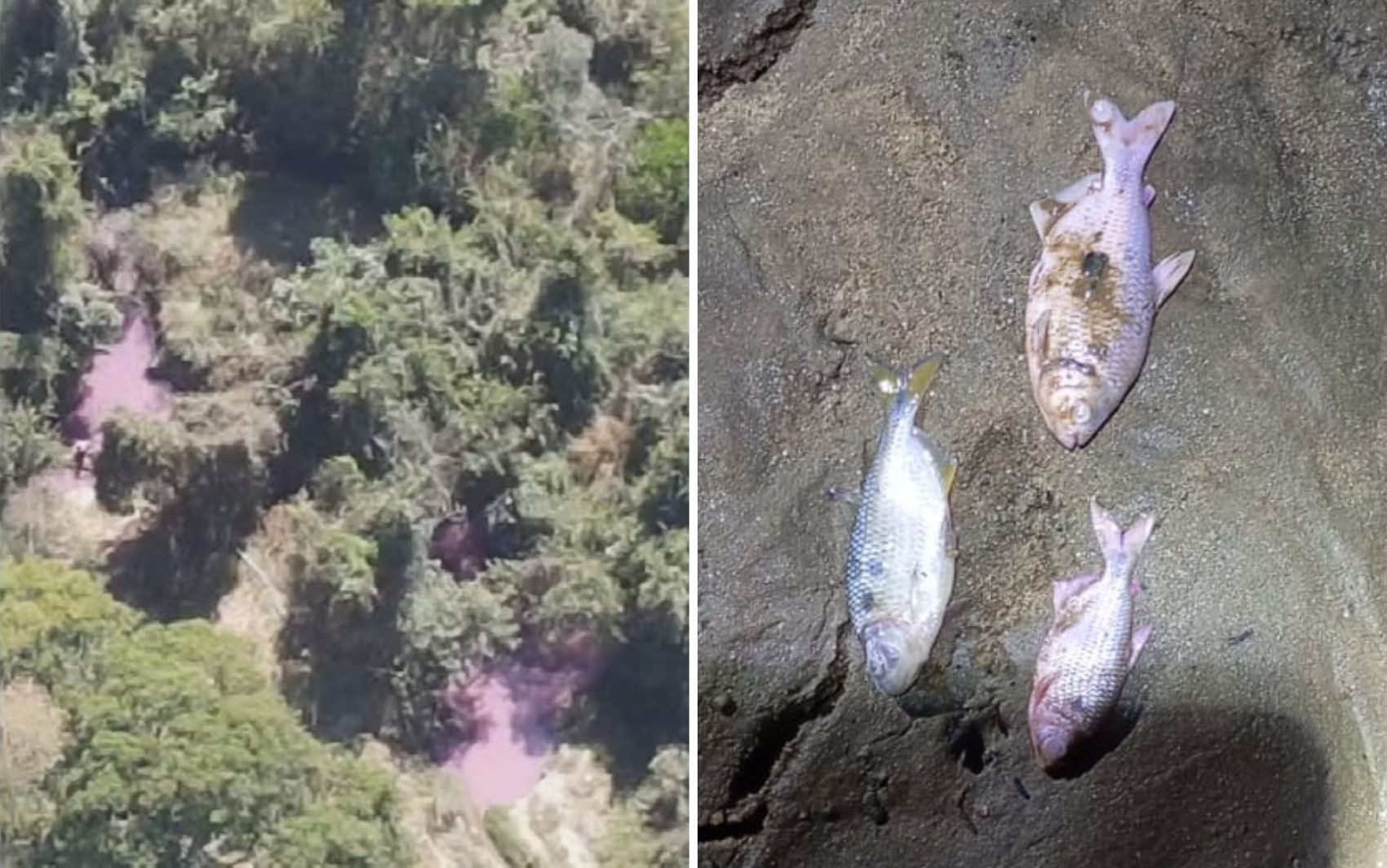 Peixes mortos são encontrados em córrego atingido por carga de caminhão em Goiás — Foto: Reprodução/TV Anhanguera e Divulgação/Polícia Civil
