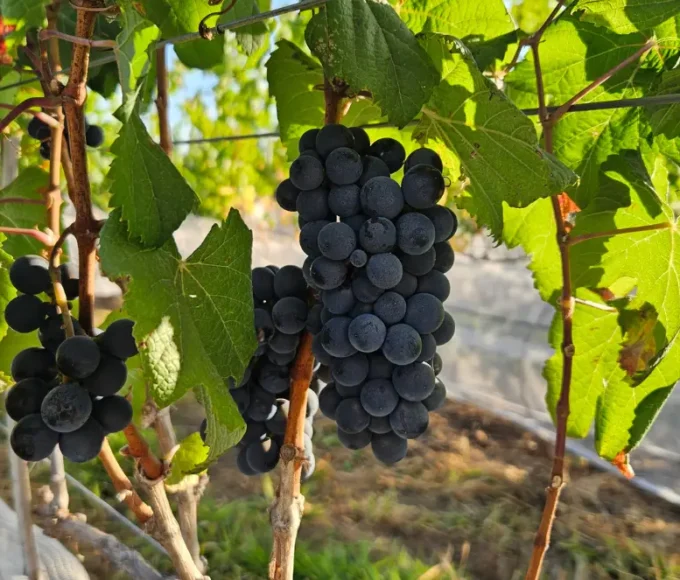 Técnica utilizada na poda permite a colheita no inverno. Foto: Acervo Pessoal