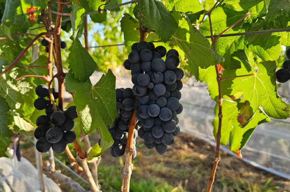 Técnica utilizada na poda permite a colheita no inverno. Foto: Acervo Pessoal