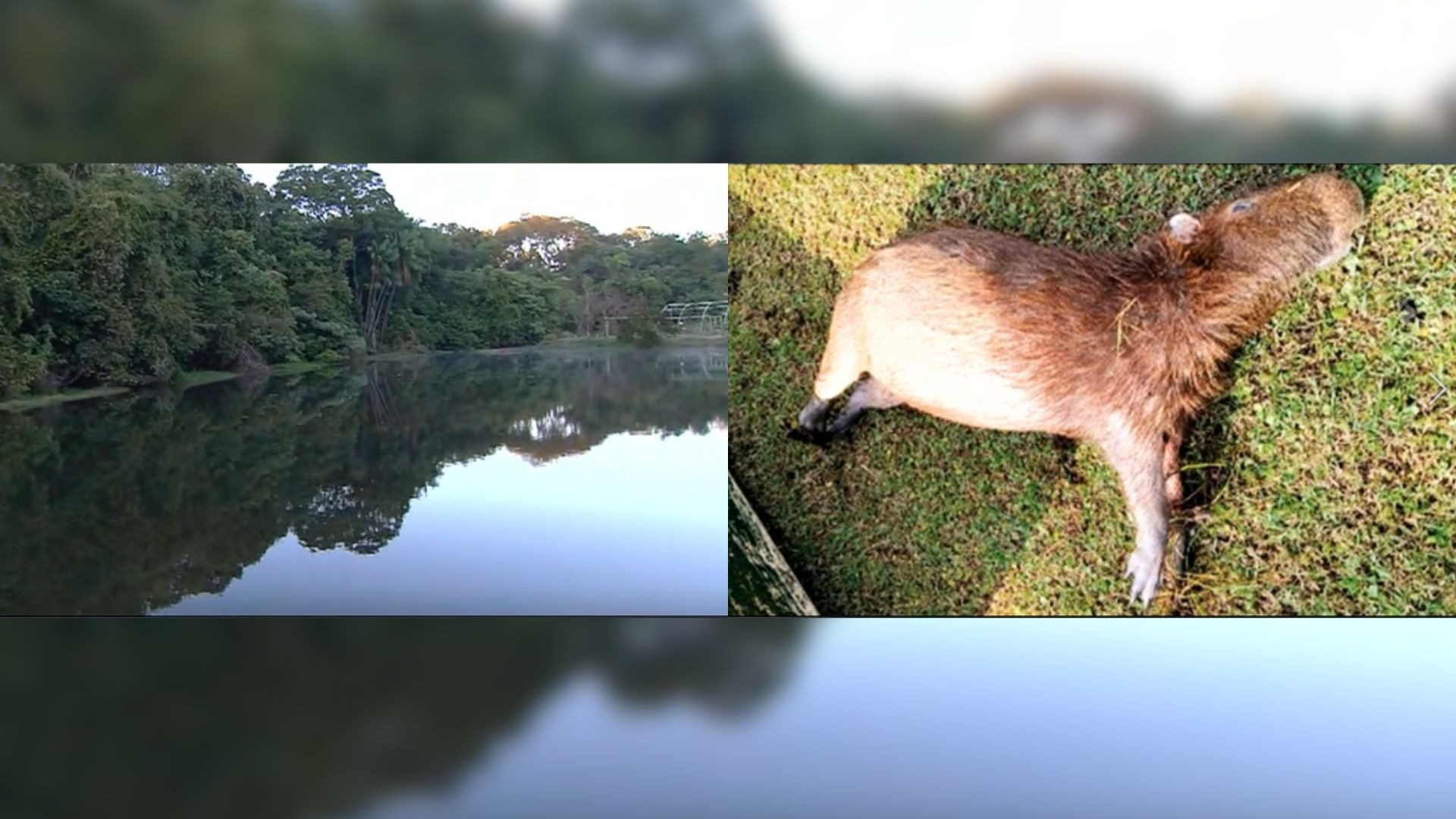 Capivara encontrada morta no Jardim Botânico — Foto: Reprodução/TV Anhanguera
