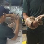Homem impressiona ao pegar cobra com a mão após animal aparecer em capô de caminhonete — Foto: Reprodução/TV Anhanguera