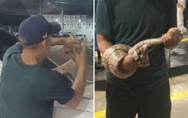 Homem impressiona ao pegar cobra com a mão após animal aparecer em capô de caminhonete — Foto: Reprodução/TV Anhanguera