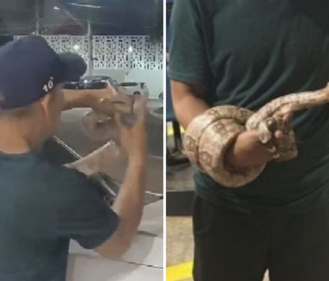 Homem impressiona ao pegar cobra com a mão após animal aparecer em capô de caminhonete — Foto: Reprodução/TV Anhanguera